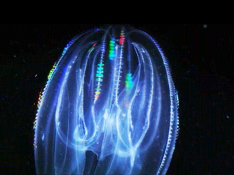 CombJellyanimatedbioluminesence (1) CombJellyanimatedbioluminesence (1)