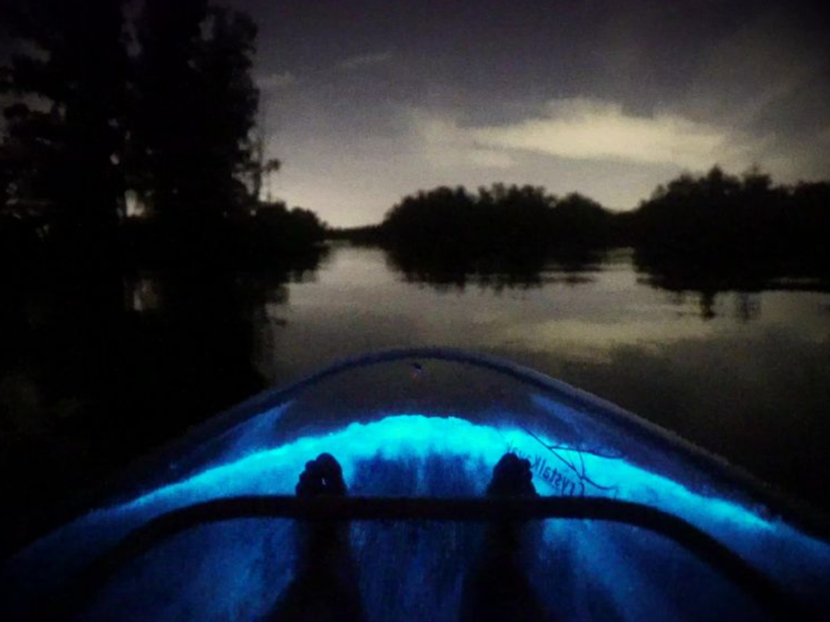 a close up of an animal