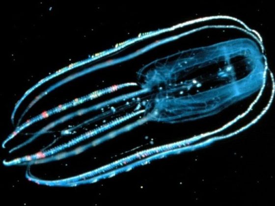 comb jelly